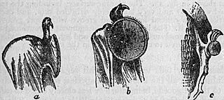 EB1911 Chiroptera Fig. 18