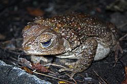 Eastern Giant Toad (Peltophryne peltocephala) (8575065260)