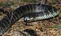 Eastern Tiger Snake (Notechis scutatus) (8398219954)