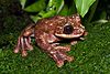 Rabbs' fringe-limbed treefrog