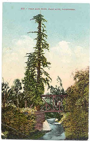 El-palo-alto-tree-california.jpg