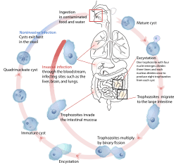 Entamoeba histolytica life cycle-en