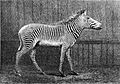 Equus grevyi 1882 (a)