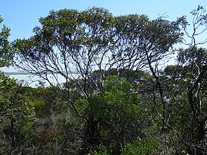 Eucalyptus conglobata.jpg