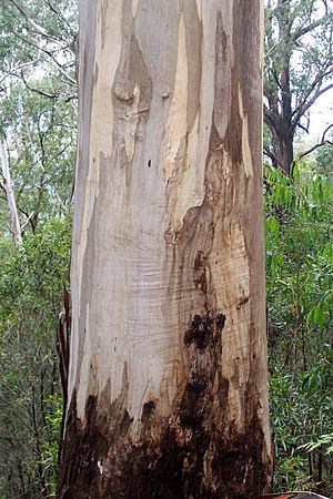 Eucalyptus cypellocarpa Deua.jpg