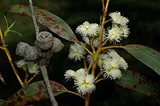 Eucalyptus ebbanoensis fruit