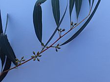 Eucalyptus nicholii buds