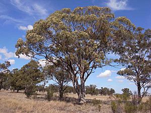 Eucalyptus pilligaensis.jpg
