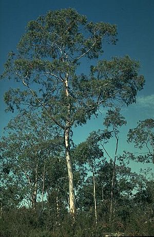 Eucalyptus tenuiramis.jpg