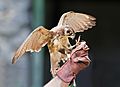 Falco berigora taranna