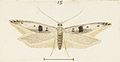 Fig 15 MA I437626 TePapa Plate-XXVII-The-butterflies full (cropped)