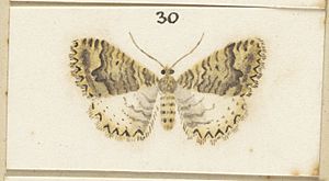 Fig 30 Plate XLVIII The butterflies 1928 (cropped).jpg