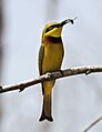 Flickr - tj.haslam - Little Bee-Eater (Merops pusillus)