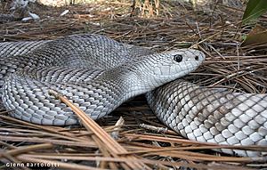 Florida Pine Snake, Pituophis melanoleucus light pattern