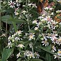 Flowering calico aster
