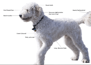 Goldendoodle Appearance Sescription