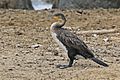 Great cormorant (Phalacrocorax carbo) immature