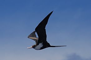 Great frigatebird (Fregata minor)
