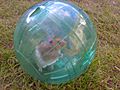 Hamster In A Ball (4055106363)