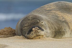 Hawaiian monk seal close-up (Neomonachus schauinslandi)