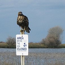 Hawk at Kern National Wildlife refuge.jpg