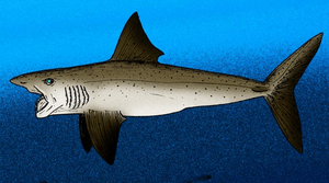 Helicoprion bessonovi cropped