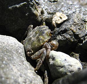 Hemigrapsus on Orcas Island 07