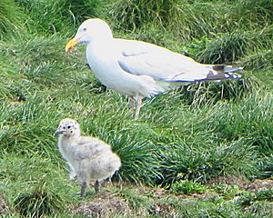 Herring Gull and chick, NL