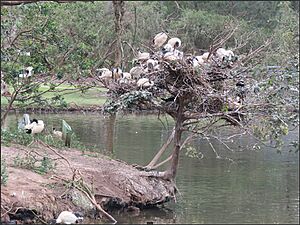Ibis nesting, Lake Alford park, Gympie, 2022