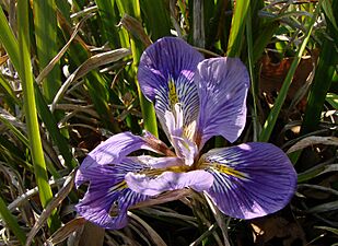 Iris unguicularis 170208