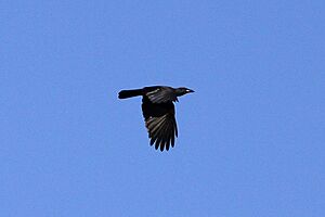 Jamaican crow Facts for Kids