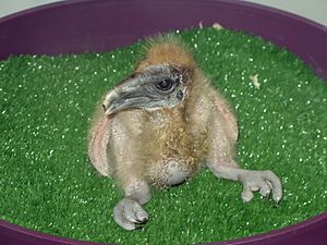 Jielbeaumadier vautour percnoptere bebe 2 mjp paris 2014