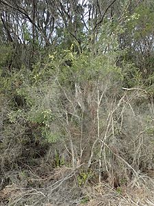 Kunzea clavata habit