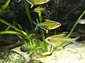 Lemon Tetras