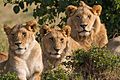 Lions Family Portrait Masai Mara