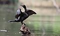 Little Black Cormorant - Phalacrocorax sulcirostris (7017283253)