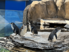 Little Blue Penguins Birch Aquarium
