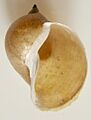 Lymnea auricularia1pl