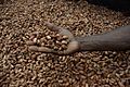 Medium close up image of David Kebu Jnr holding cocoa beans drying in the sun. (10703178735)