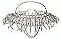 Medusae of world-vol03 fig360 Atolla chuni