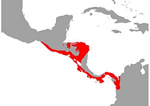 Micrurus nigrocinctus Map.jpg