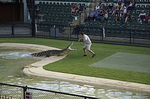 Mossman the Croc - Australia Zoo - Beerwah Queensland Australia - Flickr - Cindy Andrie