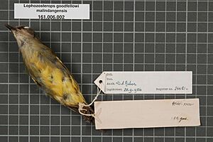 Naturalis Biodiversity Center - RMNH.AVES.24451 2 - Lophozosterops goodfellowi malindangensis Mearns, 1909 - Zosteropidae - bird skin specimen