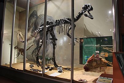 Neovenator salerii-Dinosaurisle