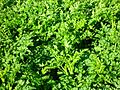 Oenanthe crocata