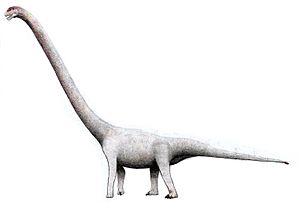Omeisaurus tianfuensis34