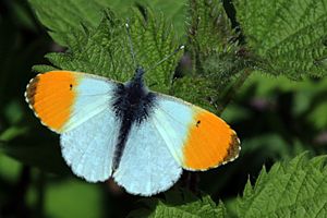 Orange Tip butterfly (Anthocharis cardamines)