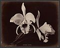 Orchidee Cattleya Trianae (titel op object), RP-F-F01197-AS