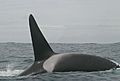Orcinus orca NOAA Photo Library.jpg