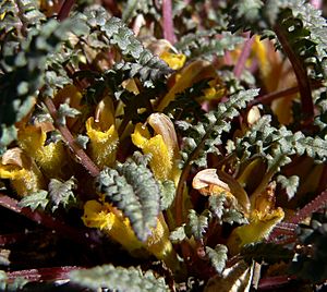 Pedicularis semibarbata ssp charlestonensis 7.jpg